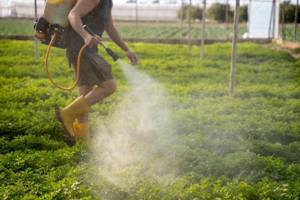 Best Pest Prevention Services  in Picayune, MS