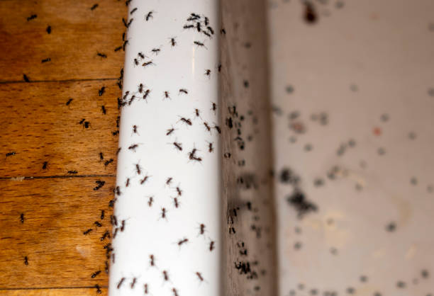 Best Mosquito Control Services  in Picayune, MS