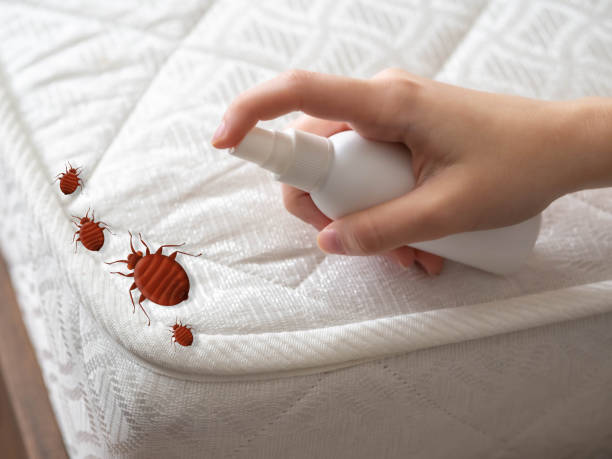 Professional Pest Control in Picayune, MS